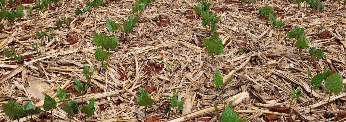 Seca provoca perdas na agricultura do Paraná.