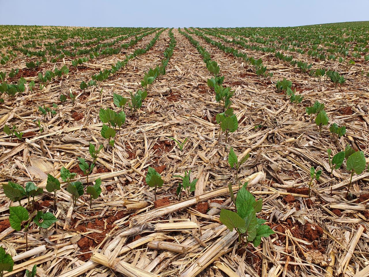 Seca provoca perdas na agricultura do Paraná.