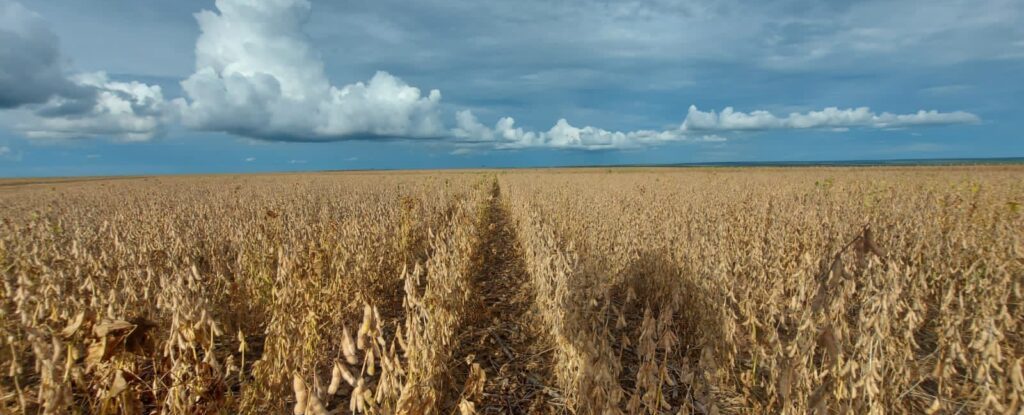 Indenizações agrícolas 2021/22